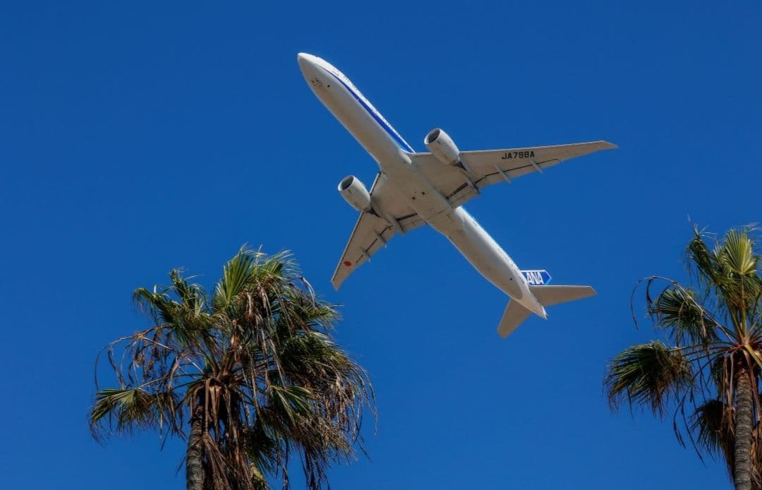 Airplane Palm Trees Strapi