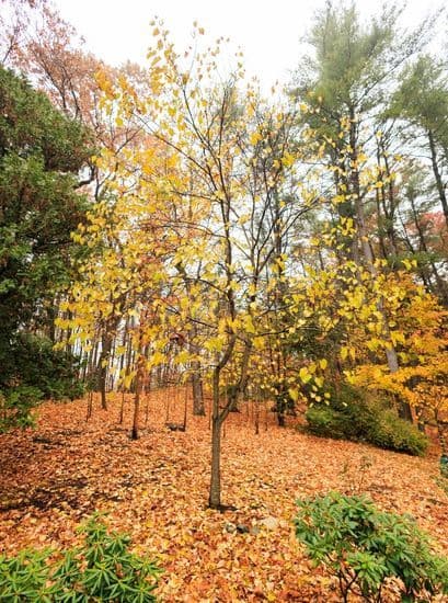 Wayland MA Car Service Tree in Wayland Woods