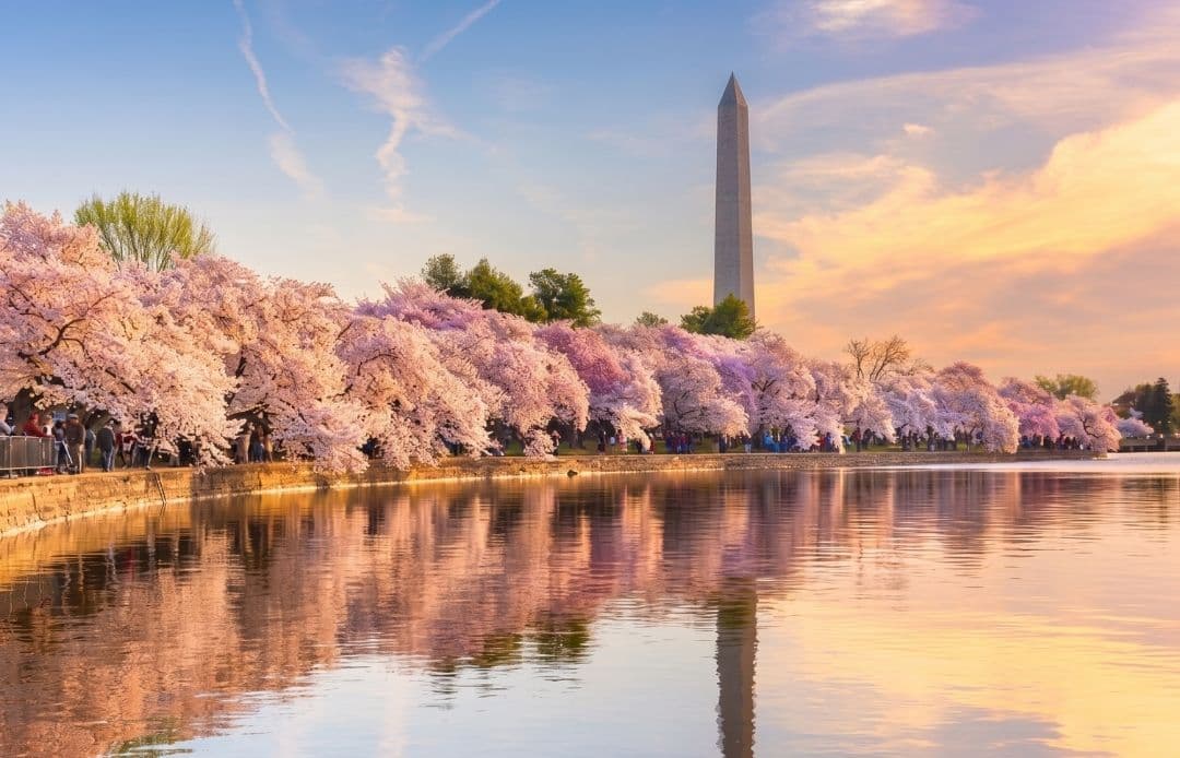dc with cherry blossoms