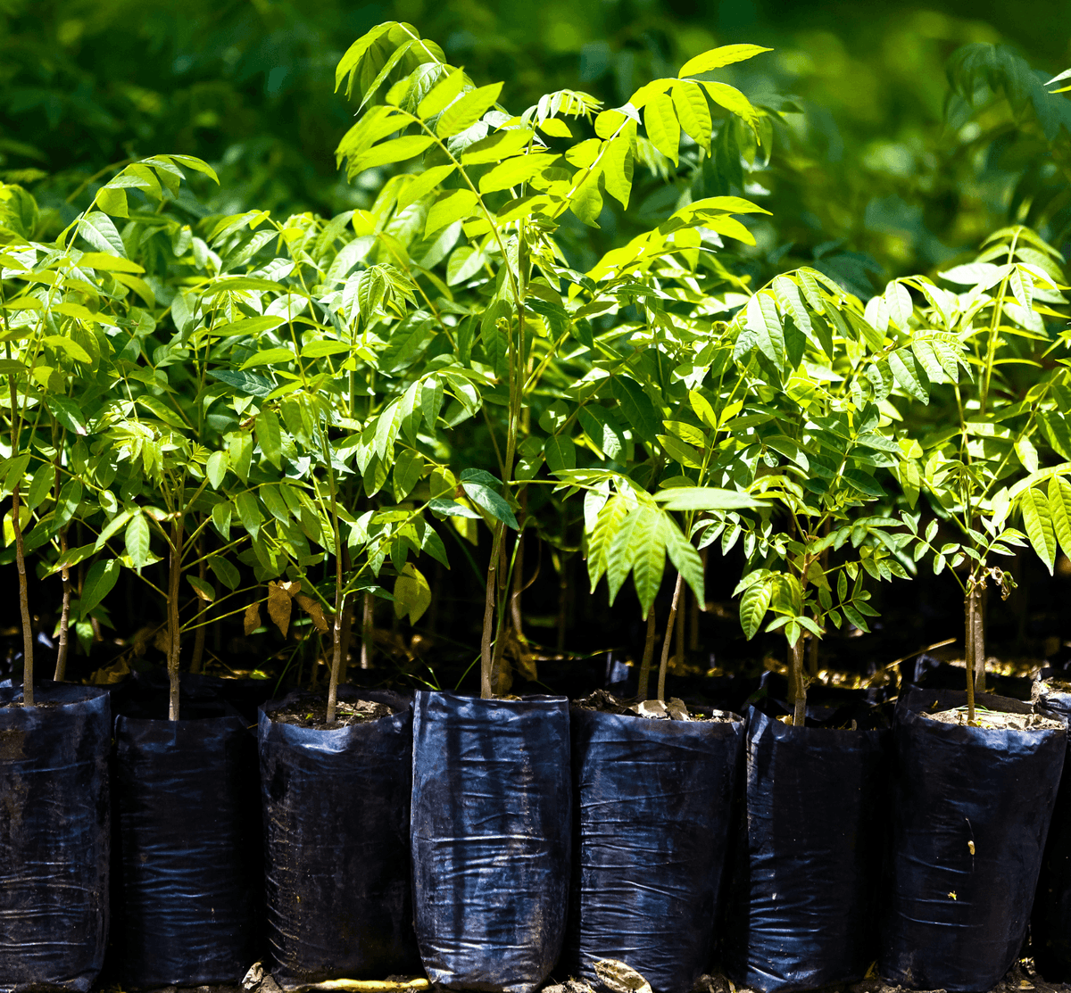 one tree planted