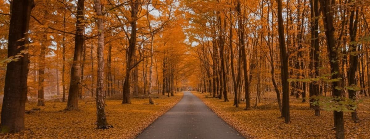 Best Fall Day Trips & Scenic Drives for Fall Foliage in 2026