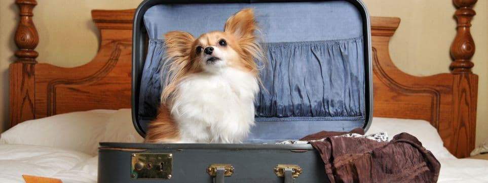 Pet-Friendly Travel Tips- Hotels, Flights and Transportation