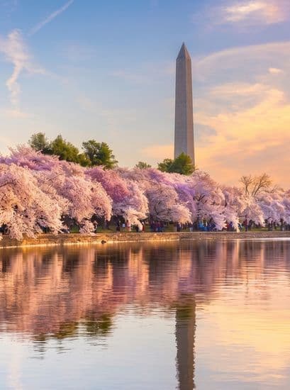 dc with cherry blossoms vertical