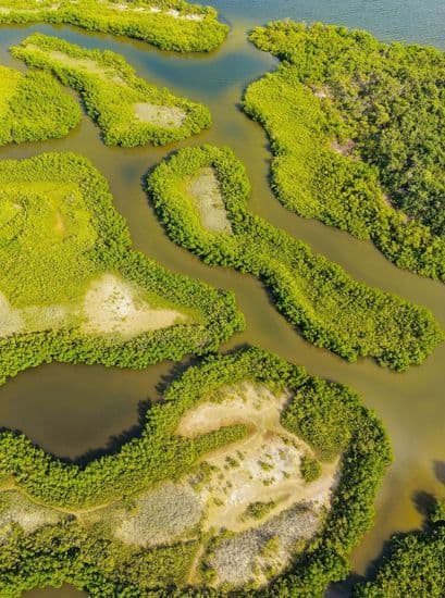 everglades