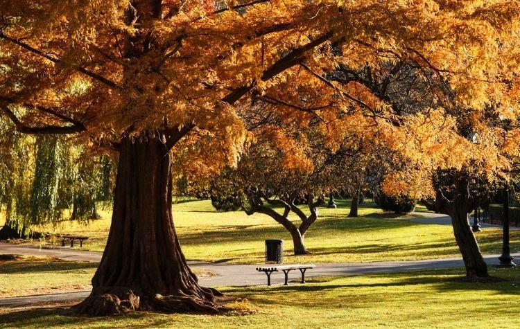 Boston Public Garden in the Fall